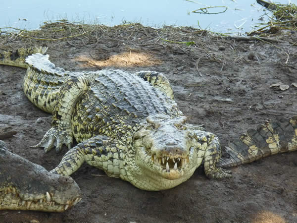 krokodilfarm guama kuba