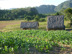 pinar del rio tabakplantage